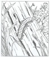 A coloring page of nature in the backyard